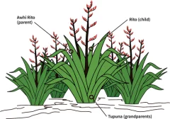 Image of the pā harakeke (NZ Flax bushes) model of care.