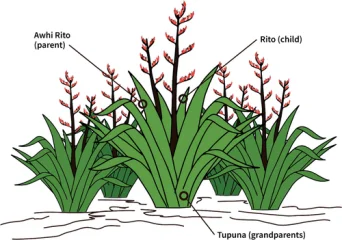 Image of the pā harakeke (NZ Flax bushes) model of care.